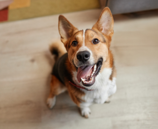 Zooplus, Réduction sur le site 🐾 : 