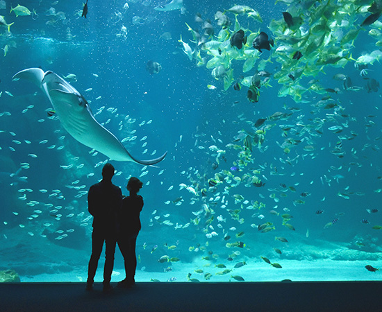 Aquarium Nausicaá, Billet coupe-file : 