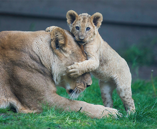 Zoo Safari de Thoiry, Billet adulte 1 jour : 