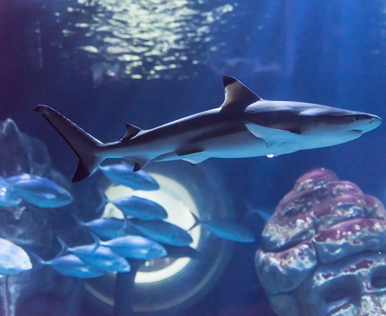 Sea Life Paris, Billet adulte 1 jour :