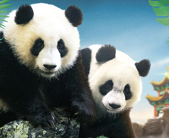 ZooParc de Beauval, Billet adulte 1 jour : 