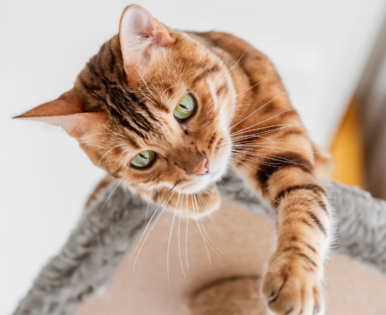 Zooplus, Réduction 1ère commande 🐾 : 
